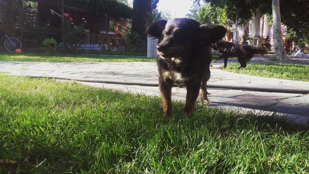 Στούντιο Άσπα Διαμέρισμα Σκάλα Ερεσού Εξωτερικό φωτογραφία